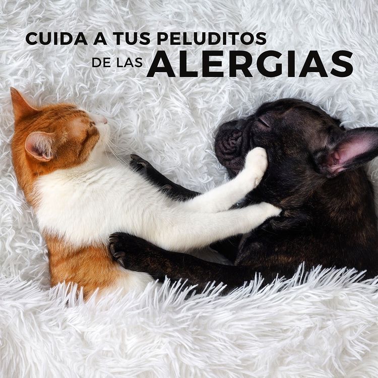 Alfombras limpias y seguras para mascotas en Bogotá